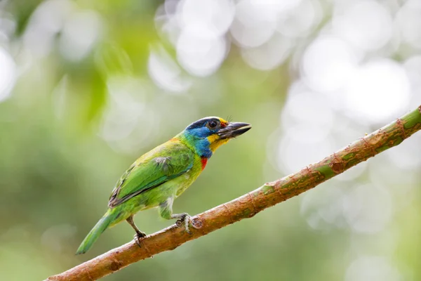 Taiwan Barbet, Megalaima nuchalis — Fotografia de Stock