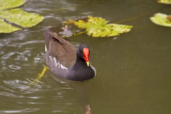 Moorhuhn, Gallinula chloropus — Stockfoto