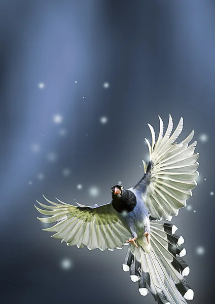 台湾蓝鹊 — 图库照片