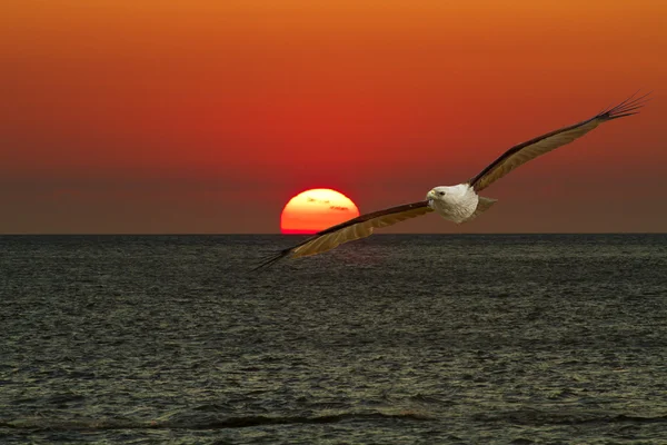 Freier Flug durch unsere Flügel — Stockfoto