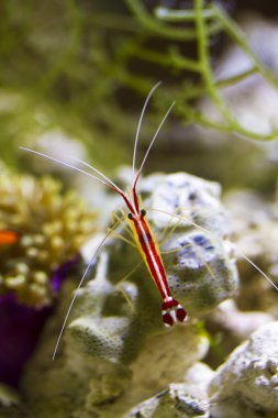 Scarlet kokarca temizleyici karides