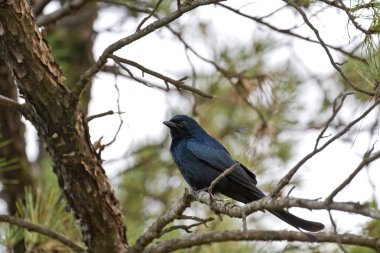 Kara çaylak herif (Dicrurus Macrocercus)