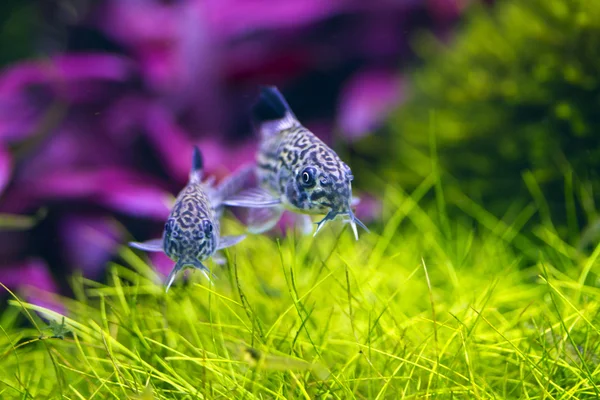 Két corydoras trinilleatus harcsa, akváriumi halak — Stock Fotó