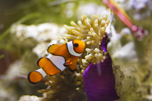 Clownfish in marine aquarium — Stock Photo, Image