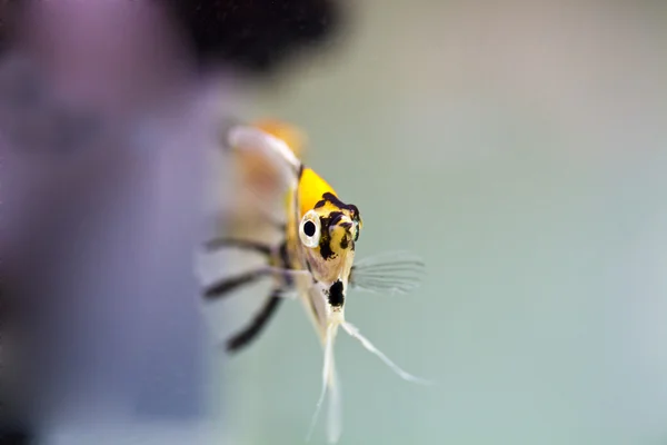 Peixe-anjo — Fotografia de Stock