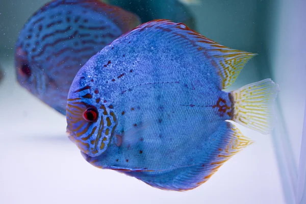 Benekli mavi discus — Stok fotoğraf