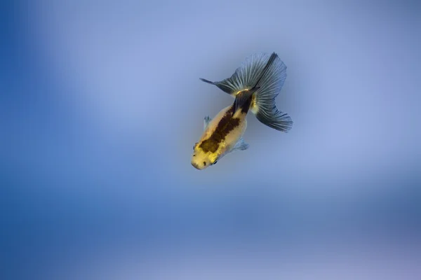 Zlaté rybky — Stock fotografie