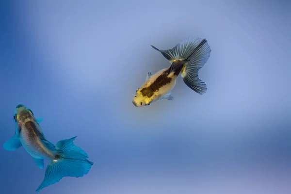 两条金鱼 — 图库照片