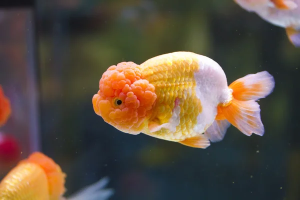 Egy arany hal — Stock Fotó