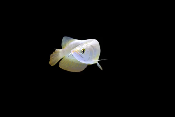红尾金龙鱼 (龙鱼金黄色葡萄球菌) — 图库照片
