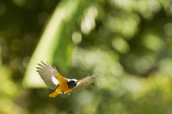 Hausrotschwanz-Männchen im Flug, Phoenicurus auroreus — Stockfoto