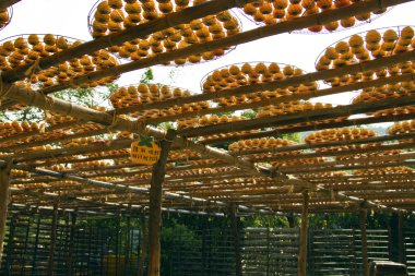 persimmons under sunlight clipart