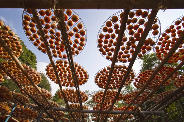 Persimmons pod światło słoneczne — Zdjęcie stockowe