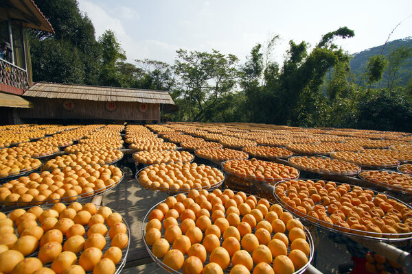 хурма под солнечным светом
