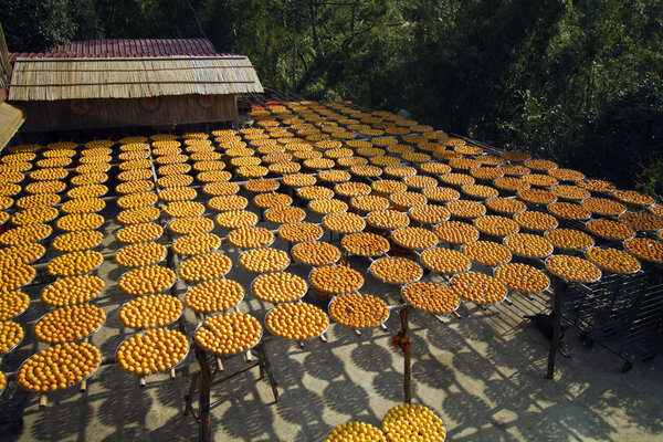 хурма под солнечным светом
