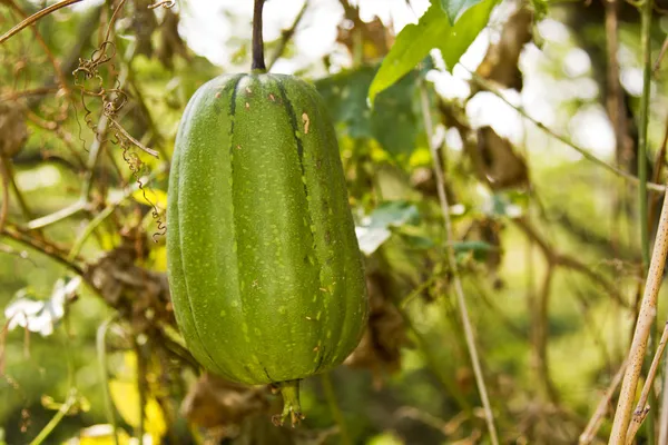 Gemüseschwamm — Stockfoto