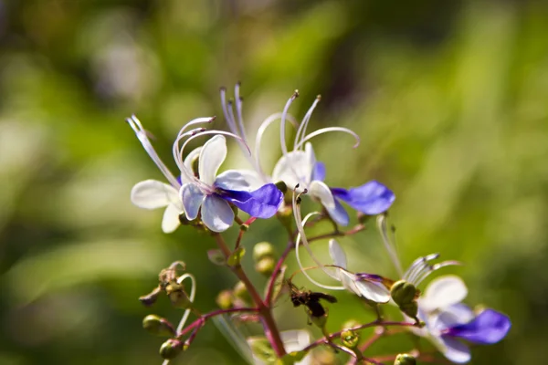 Kleurrijke bloemen — Stockfoto