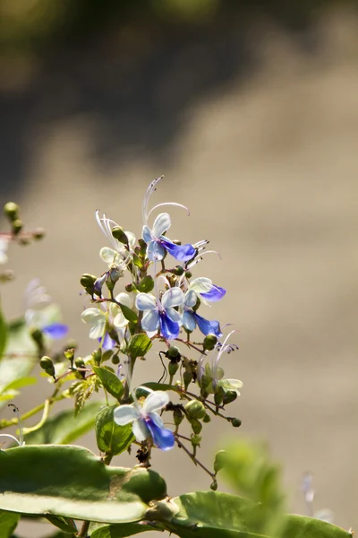 色とりどりの花が — ストック写真