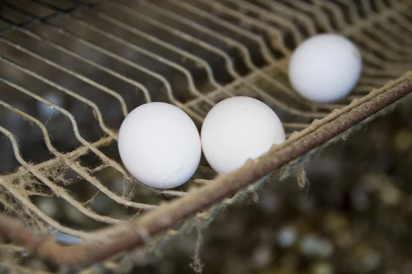 Three eggs — Stock Photo, Image