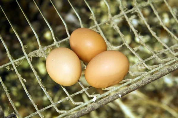 Három tojás — Stock Fotó