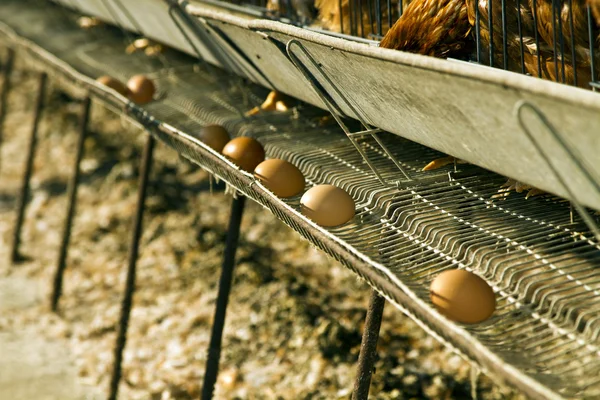 Eggs — Stock Photo, Image