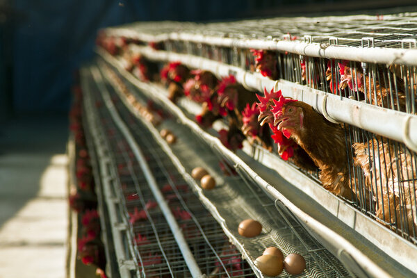 red chickens