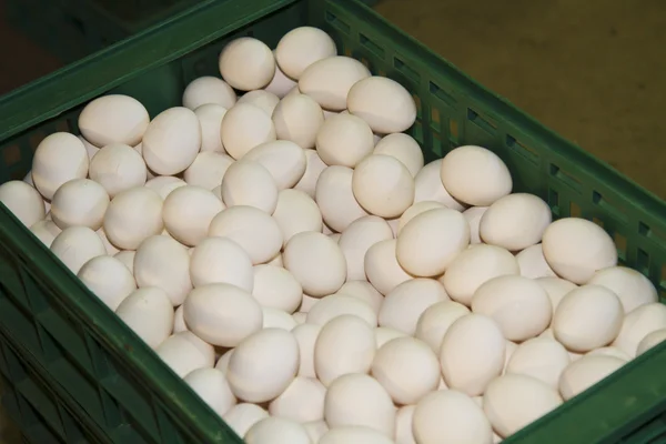 Eggs — Stock Photo, Image