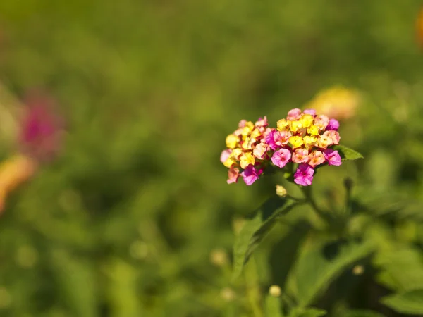 Дикий шалфей, Lantana camara — стоковое фото