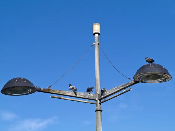 Pigeons désordre sur le lampadaire — Photo