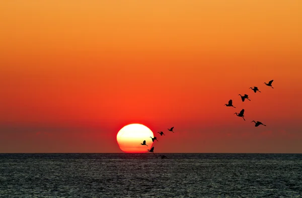 Закат с летающими морскими птицами — стоковое фото