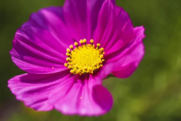 Cosmos bipinnatus do cosmos — Fotografia de Stock