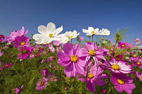 Cosmos bipinnatus — Stockfoto