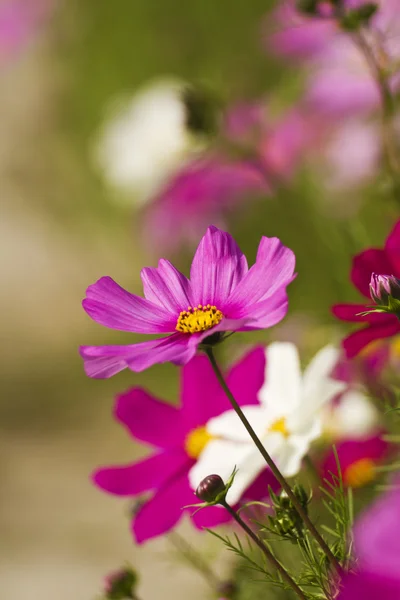 Cosmos bipinnatus — Stock fotografie