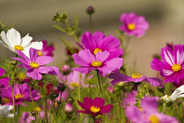 Cosmos bipinnatus — Stock fotografie