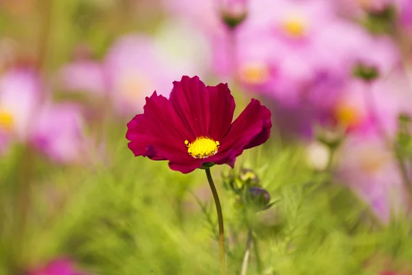 Cosmos bipinnatus do cosmos — Fotografia de Stock