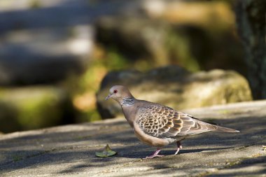 oryantal kumru, streptopelia orientails