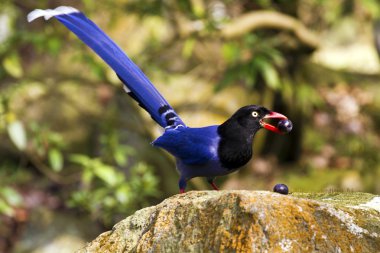 Formosa mavi Saksağan, urocissa caerulea