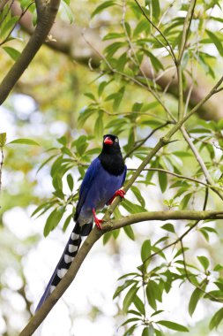 Formosa mavi Saksağan, urocissa caerulea