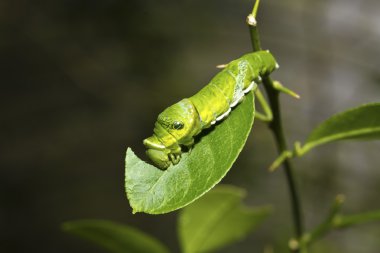Kelebek larva