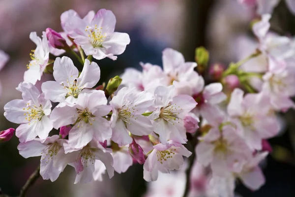 Flor de cerezo blanco —  Fotos de Stock