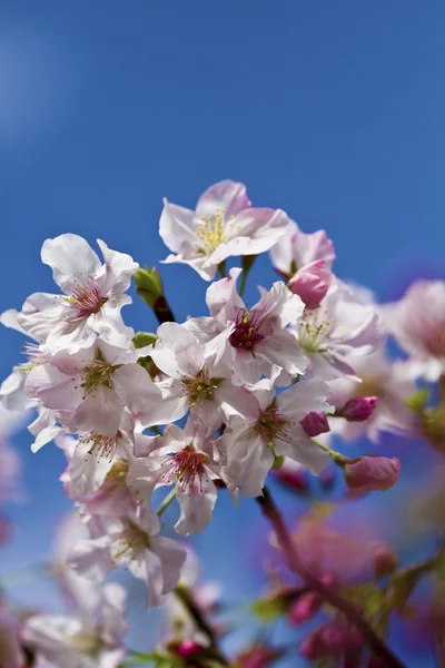 Flor de cereja branca — Fotografia de Stock