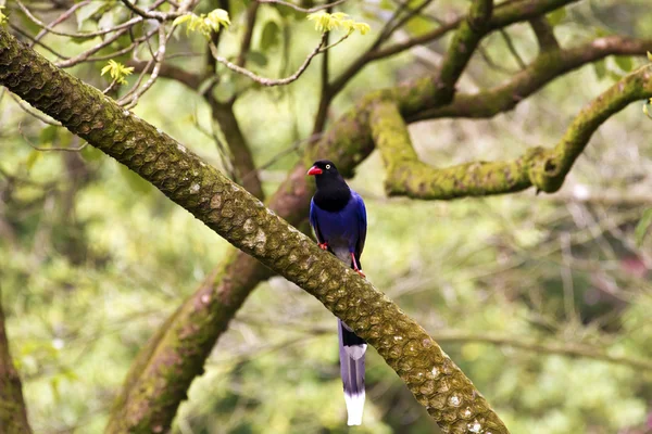 Formosa niebieski Sroka, urocissa caerulea — Zdjęcie stockowe