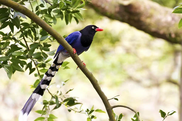 Formosa blue magpie, Urocissa caerulea — Fotografia de Stock