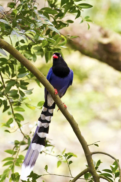 Formosa blue magpie, Urocissa caerulea — Fotografia de Stock