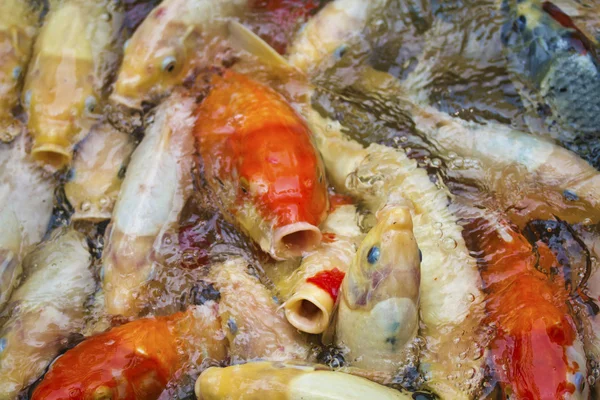 Estanque de peces koi — Foto de Stock