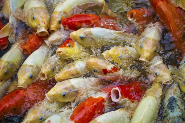 Lagoa de peixes koi — Fotografia de Stock