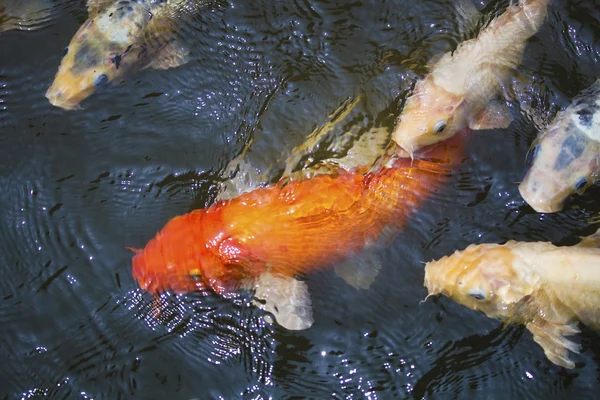 Étang de poissons koï — Photo