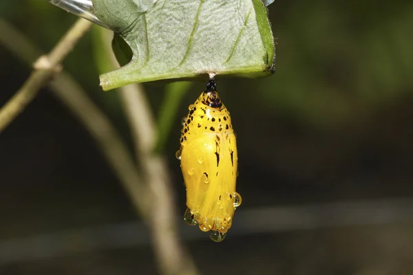 蝶の蛹 — ストック写真