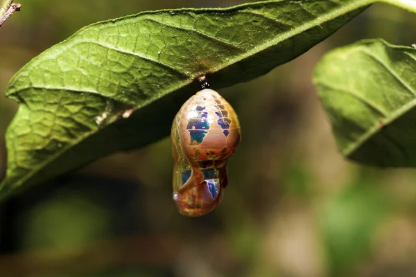 Chrysalis van vlinder — Stockfoto