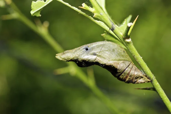 Chrysalis av sommerfugl – stockfoto